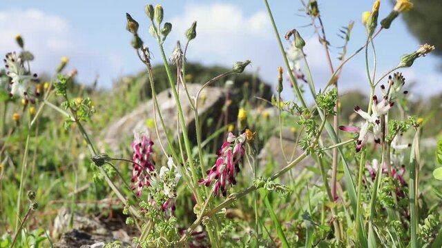 Pink wild flowers in bloom