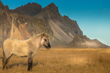 Naklejka premium Iceland 