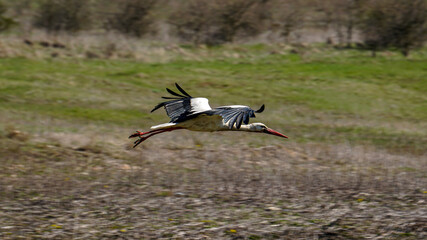 A young stork flying near the lake in the wild nature. Birdwatching during the first days of the spring.  Beautiful white eastern stork Ciconia Ciconia