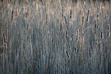 Textures in nature. But the lake shore. Reeds in the rays of the evening sun