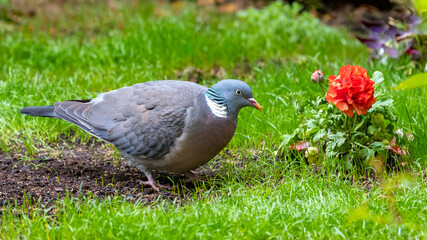 Wood pigeon, turtledove eating in the grass, with a red ranunculus flower
