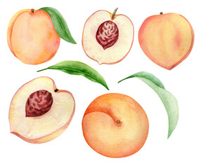 botanical watercolor set with peaches