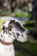 Danua-Great Dane; dog breed developed at least 400 years ago in Germany for use in boar hunting