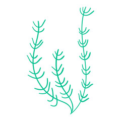 Fototapeta na wymiar Seaweed isolated on a white background