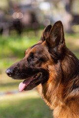 Portrait of a german shepherd dog