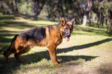 Portrait of a german shepherd dog