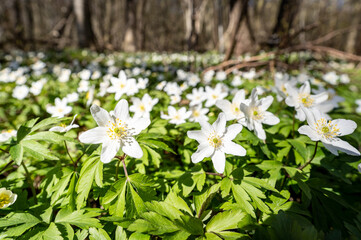Buschwindröschen, Anemonen
