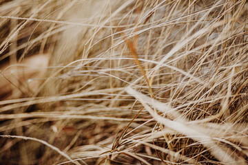 dry light autumn grass on the field
