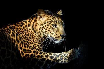 Foto op Plexiglas Close-up boos grote luipaard geïsoleerd op zwarte achtergrond © byrdyak