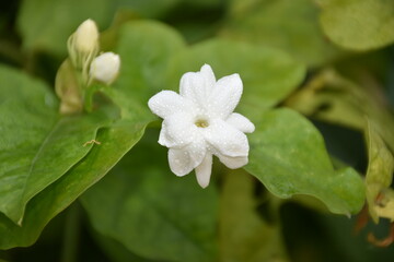 Obraz na płótnie Canvas White jasmine flower on green leaf background