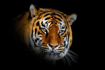 Close up big tiger isolated on black background