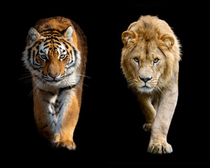 Close up male lion and Siberian or Amur tiger on black background