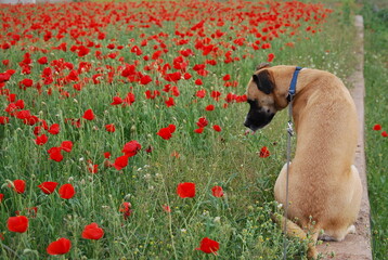 Black Mouth Cur Dog and Poppy Flowers