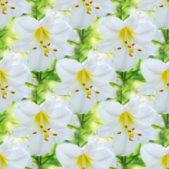 Obraz premium Seamless unfocused floral background with beautiful white lilies. Square framing, art design