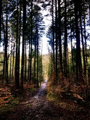 path in the woods