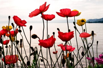 poppies by the lake