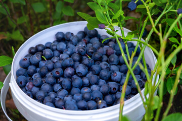 A small white bucket with organic blueberries in the forest, standing on a moss. Blurred background and foreground.