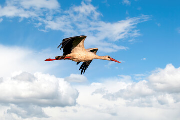 Beautiful white stork in flight with a cloudy sky background. Close-up of a flying bird with vibrant colours.