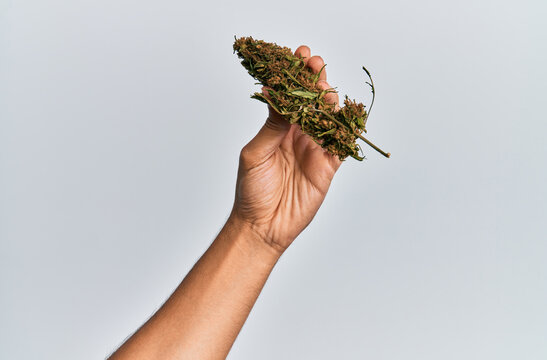 Hand of hispanic man holding marijuana bud cannabis over isolated white background.