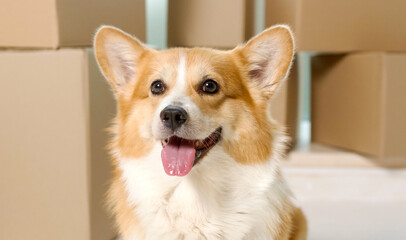 A Cute Dog Sitting Near the Big Boxes. The Relief of Life by the Help of New Technologies With...