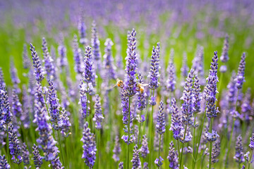 Close-up of organic lavender flowers with bees in a lavender farm