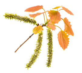 Fototapeta premium Poplar branch with aments and fluff