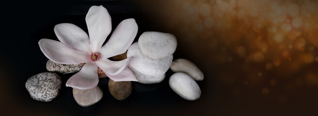 Obraz na płótnie Canvas beautiful pink magnolia flower in black water, smooth white stones, concept of wellness spa treatments for the beauty of mind and body, massage, zen stone in the pool of serenity