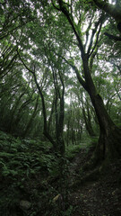 YUngas in Villa Nougues - Tucumán - Argentina