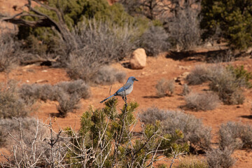 Scrub Jay on a branch.