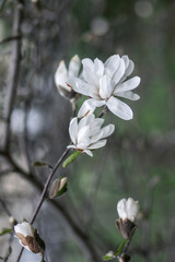 Star Magnolia stellata early spring flowering shrub, flowers with bright white tepals on branches in bloom