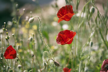 Fototapeta premium Red common poppy flower opposite blurred floral background. Close-up of red poppies inflorescences and poppy bulbs