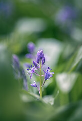 purple flowers under the rain