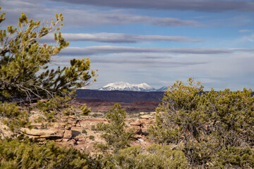 View of distant mountains framed by trees.
