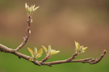 A twig of a fruit tree in the spring. The beginning of the blossom up close and blurred background.