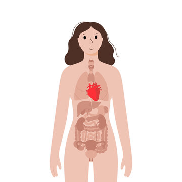 Infographic poster with the internal organs of the female body