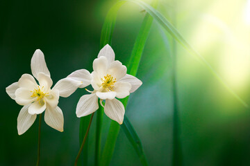 Obraz premium White columbine flowers against blurred garden background. Copy Space to the right