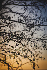 black silhouette of birch on the background of the red and blue evening sky