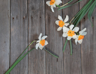 White, yellow,  and orange daffodils on a barn wood background. 