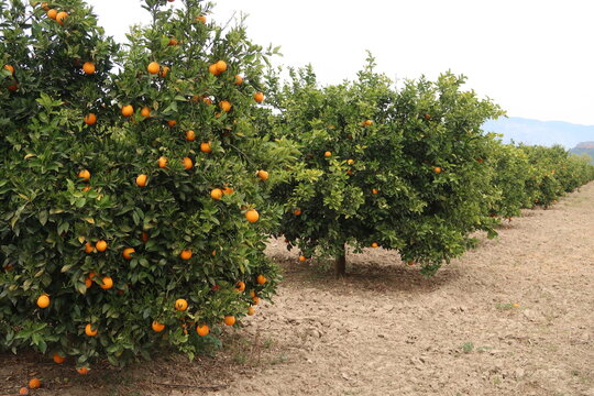 Orange grove with ripe oranges