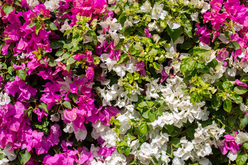 Fototapeta premium Wall of blooming white and pink bougainvillea. Bougainvillea flower fence. Flower pattern