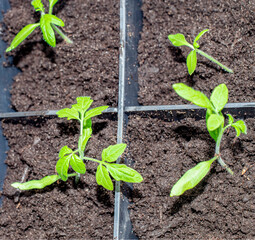 Tomato seedlings planted in a pot.