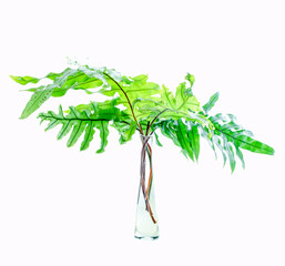 Polypodiym fern leaves bouquet in a glass vase. Isoalted on white.