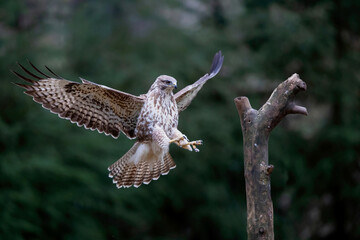 Common Buzzard (Buteo buteo) flying in the forest of Noord Brabant in the Netherlands.  Green forest background