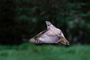 Common Buzzard (Buteo buteo) flying in the forest of Noord Brabant in the Netherlands.  Green forest background