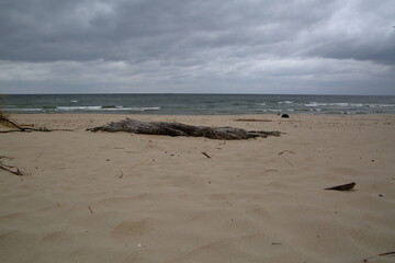 beach and sea, sand, nobody, dead tree trunk, sky with swirling clouds