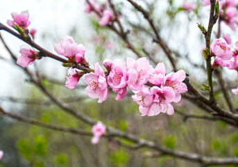 Beautiful flowering cherry branches. Red cherry flowers, romantic spring backdrop.