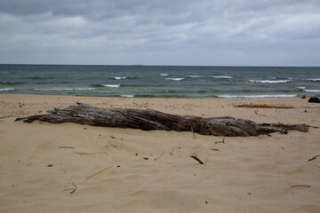 beach and sea, nobody, dead tree trunk, cloudy weather