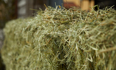 Hay. Detail shot. Normal perspective. Hay is the dried above-ground biomass of grassland plants such as grasses, forbs, and legumes. It is usually used as fodder for livestock and domestic animals.