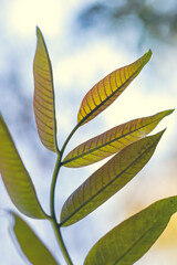 Grün-Gelbe Blätter im Sonnenlicht