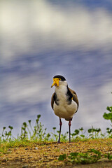 Masked Lapwing, a curious bird with a large, yellow wattle,  at Goulds Lagoon in Tasmania, Australia